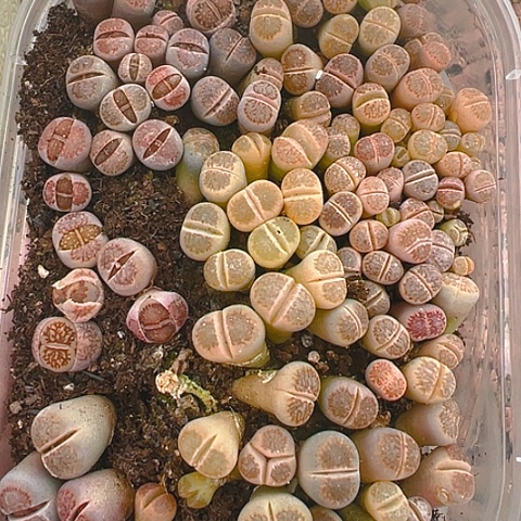 【闪购商品】24708