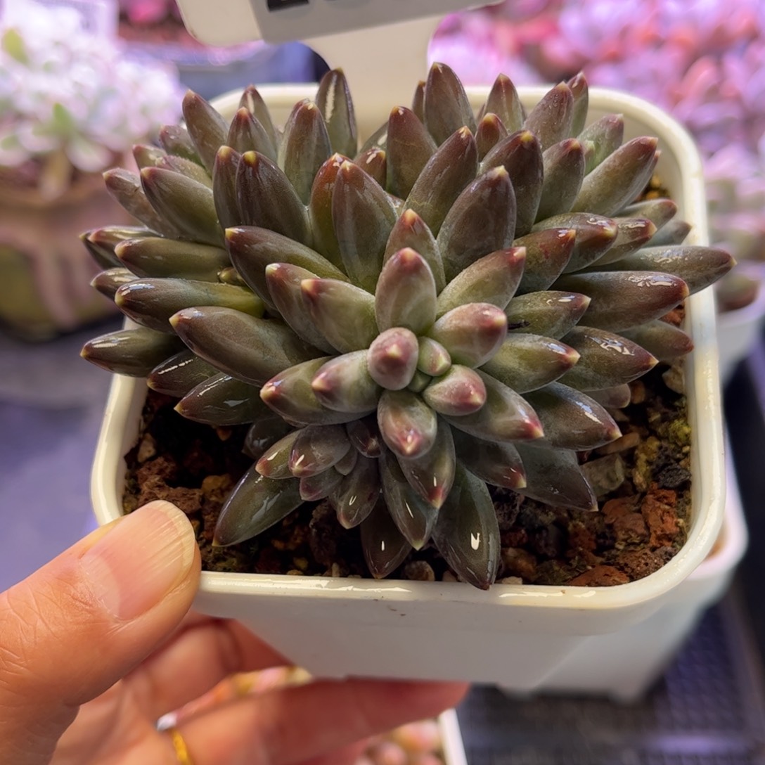 2355 满30包邮天冷地区必拍保温箱