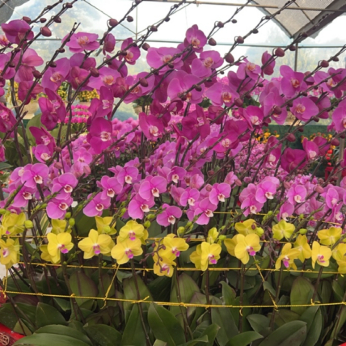 年宵花植物一物一拍