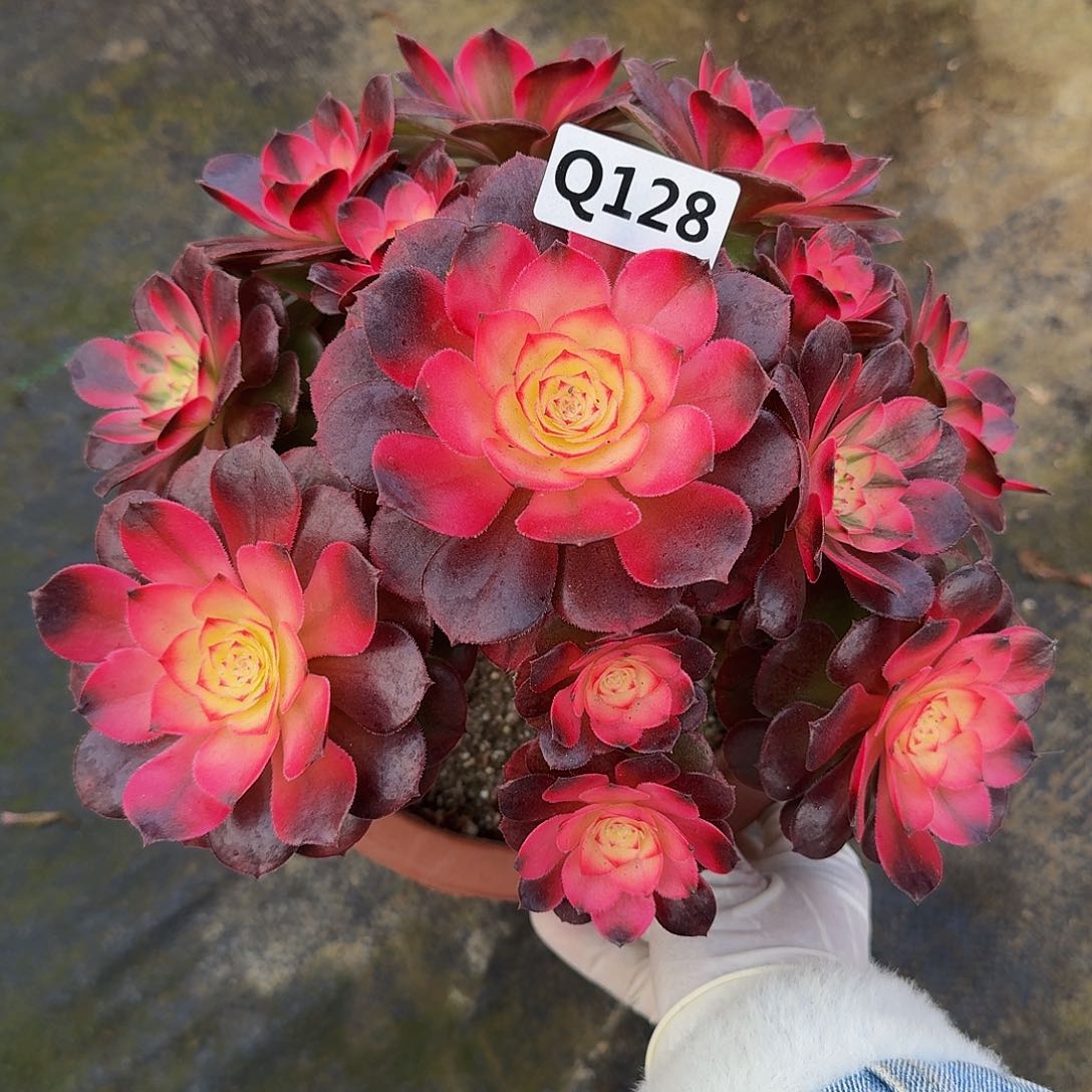 全部花朵128荔枝44冠服22左右