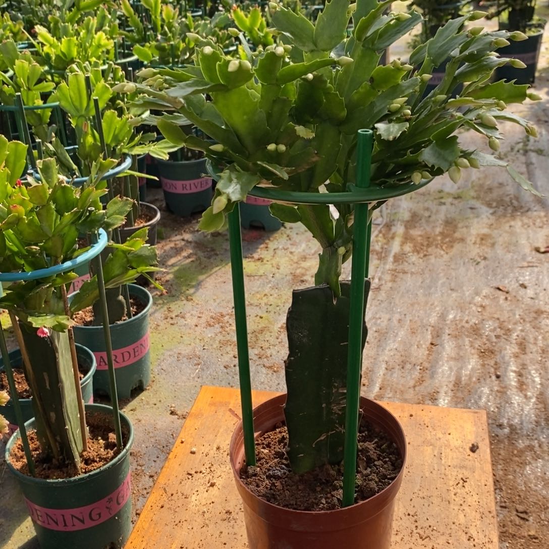 国***富无花朵971嫁接2099