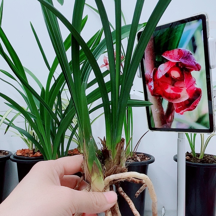 秋榜红荷鼎2苗带花