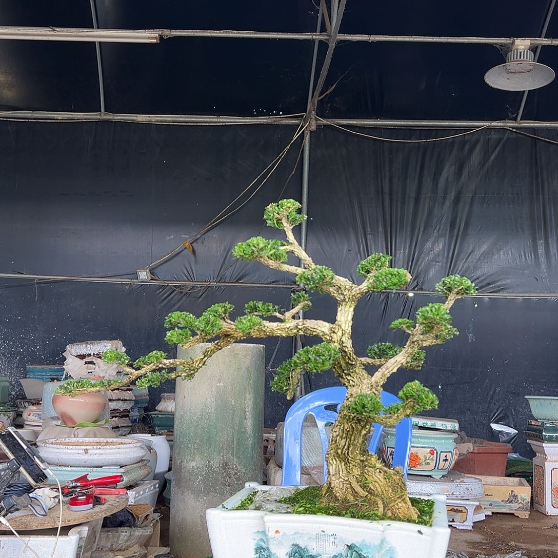无花朵广东雀舌黄杨盆景