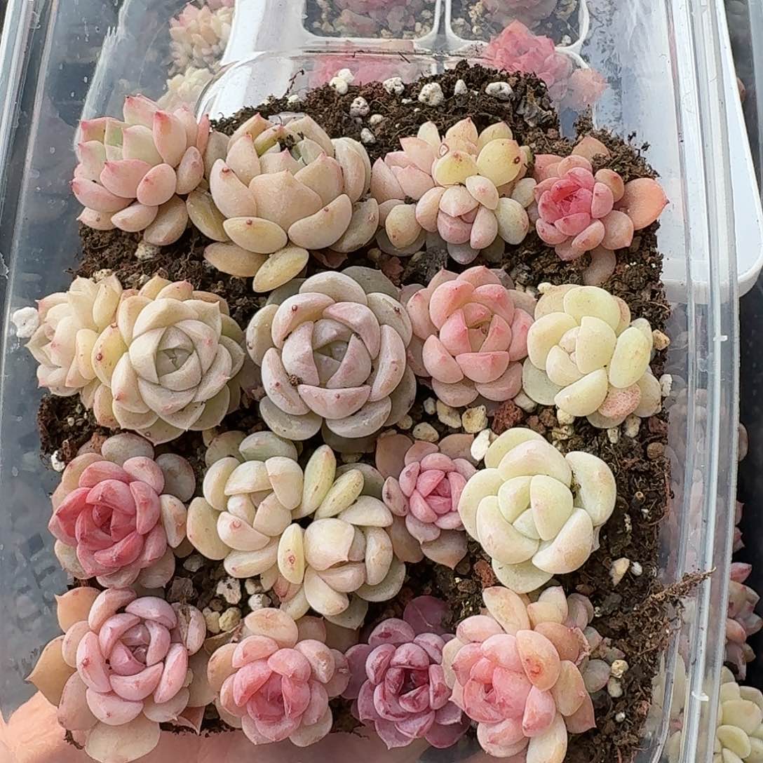 杂交新品珍妮多肉1472