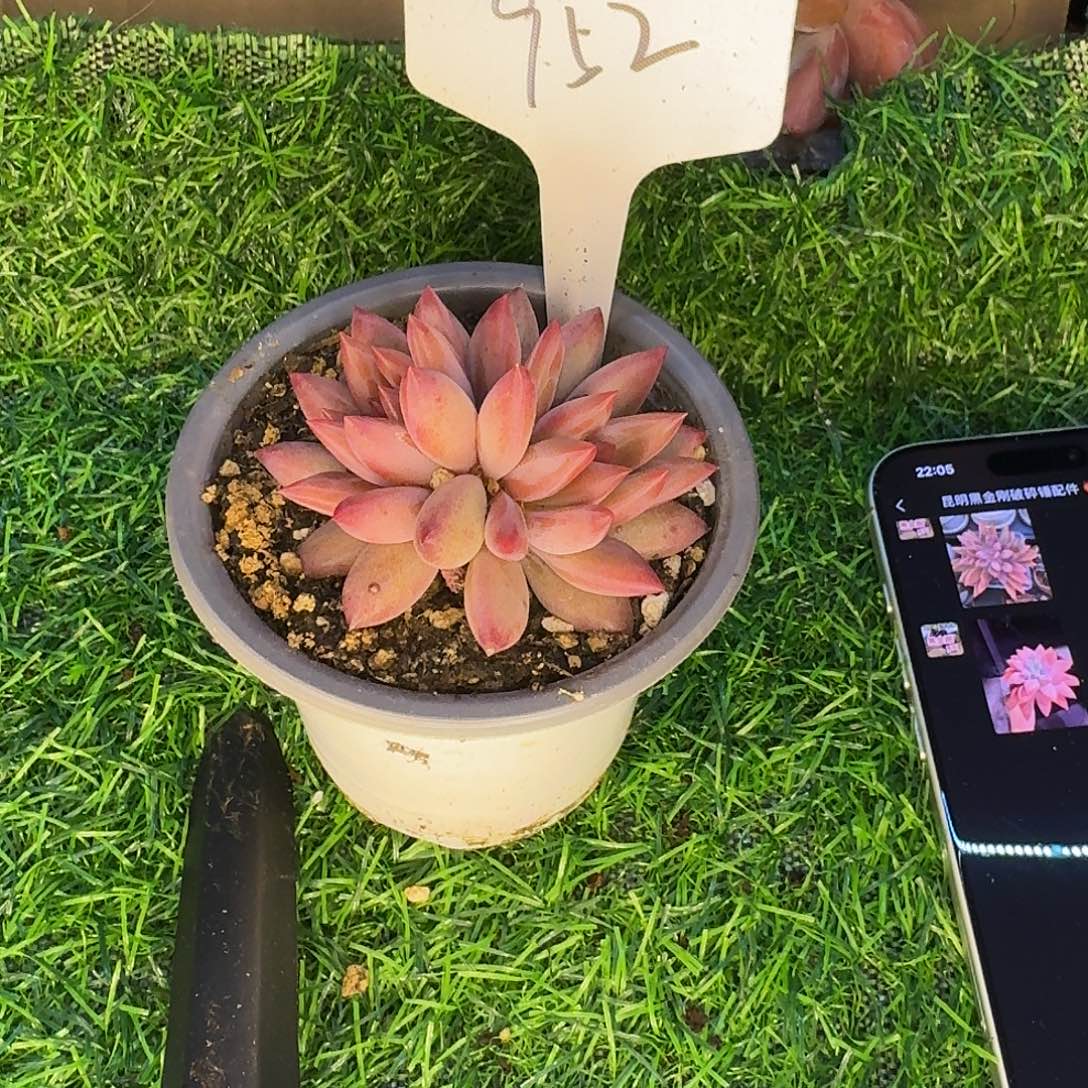 云南多肉小栈一物一拍952