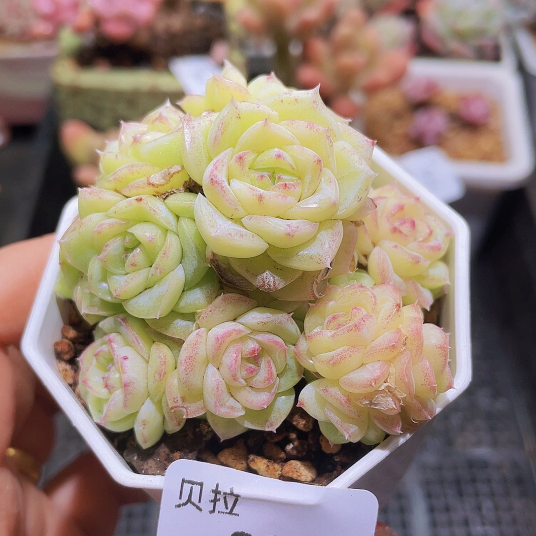 824 精品多肉一物一拍