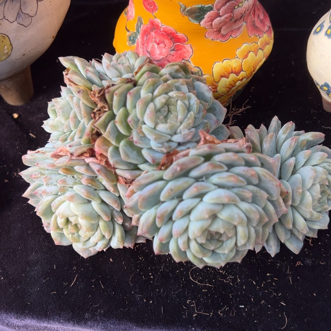 白体 新年快乐 新年快乐