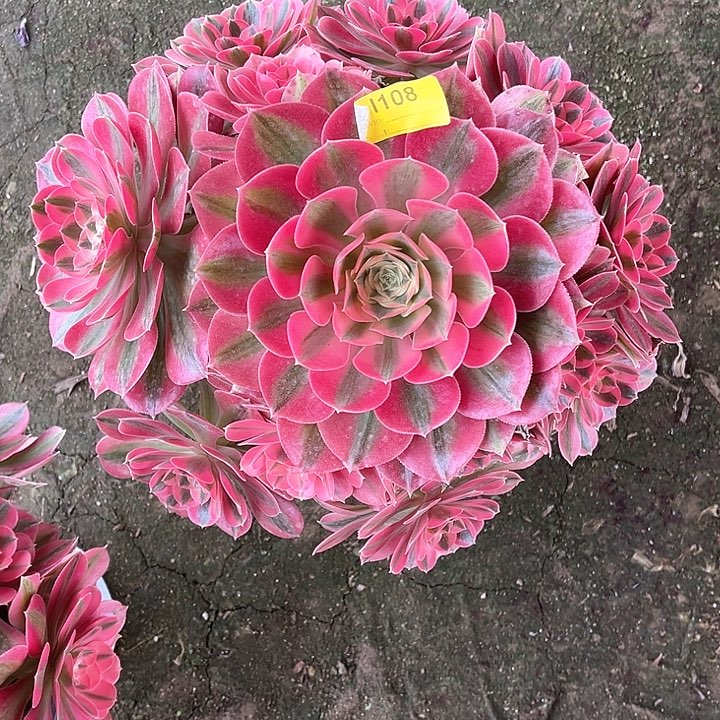 粉女巫手捧多肉1108