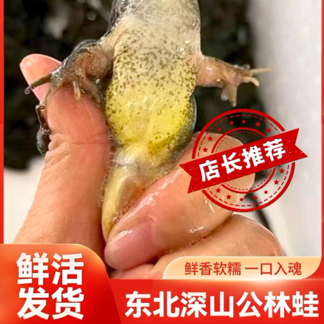 东北长白山公蛤蟆肉质鲜嫩顺丰包邮保鲜发货河鲜公狗子