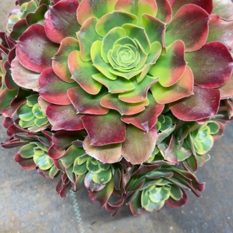 多肉植物特斯拉锦。