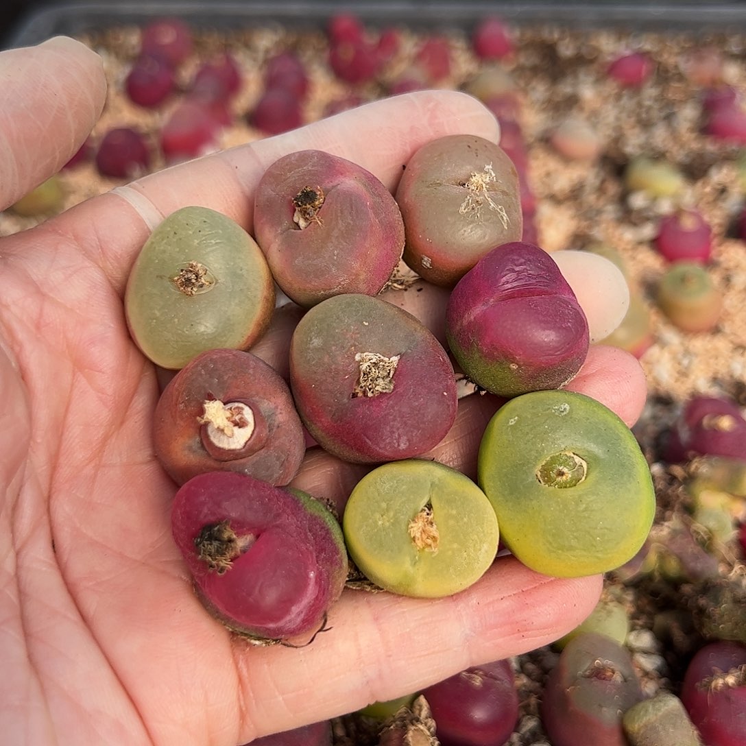 福利母本毛……………………………