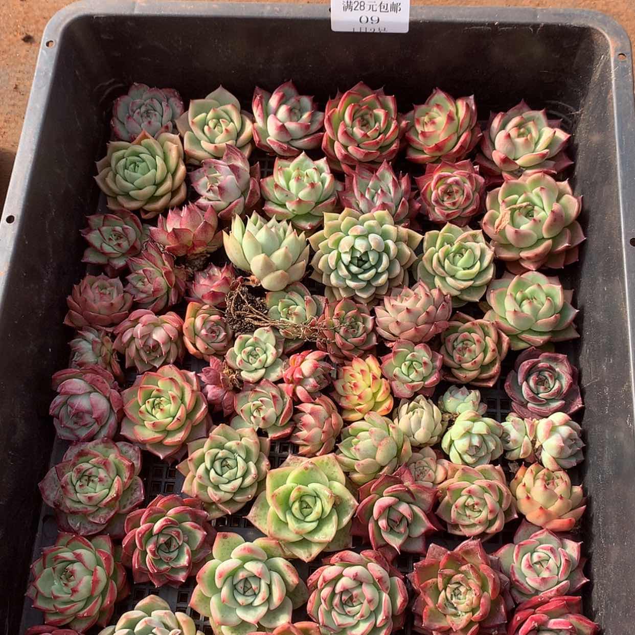 【闪购商品】云09号40颗