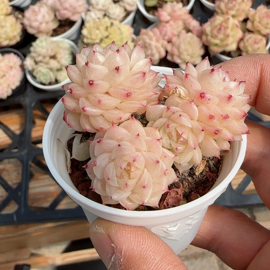 白****食【闪购商品】0226-105珠光麦