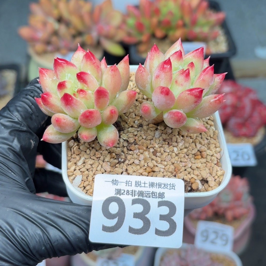 岩字虞美人无盆土发货