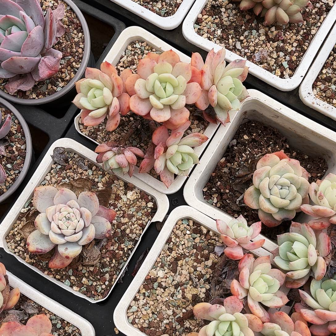 *****20多肉植物提取萃取剂系列