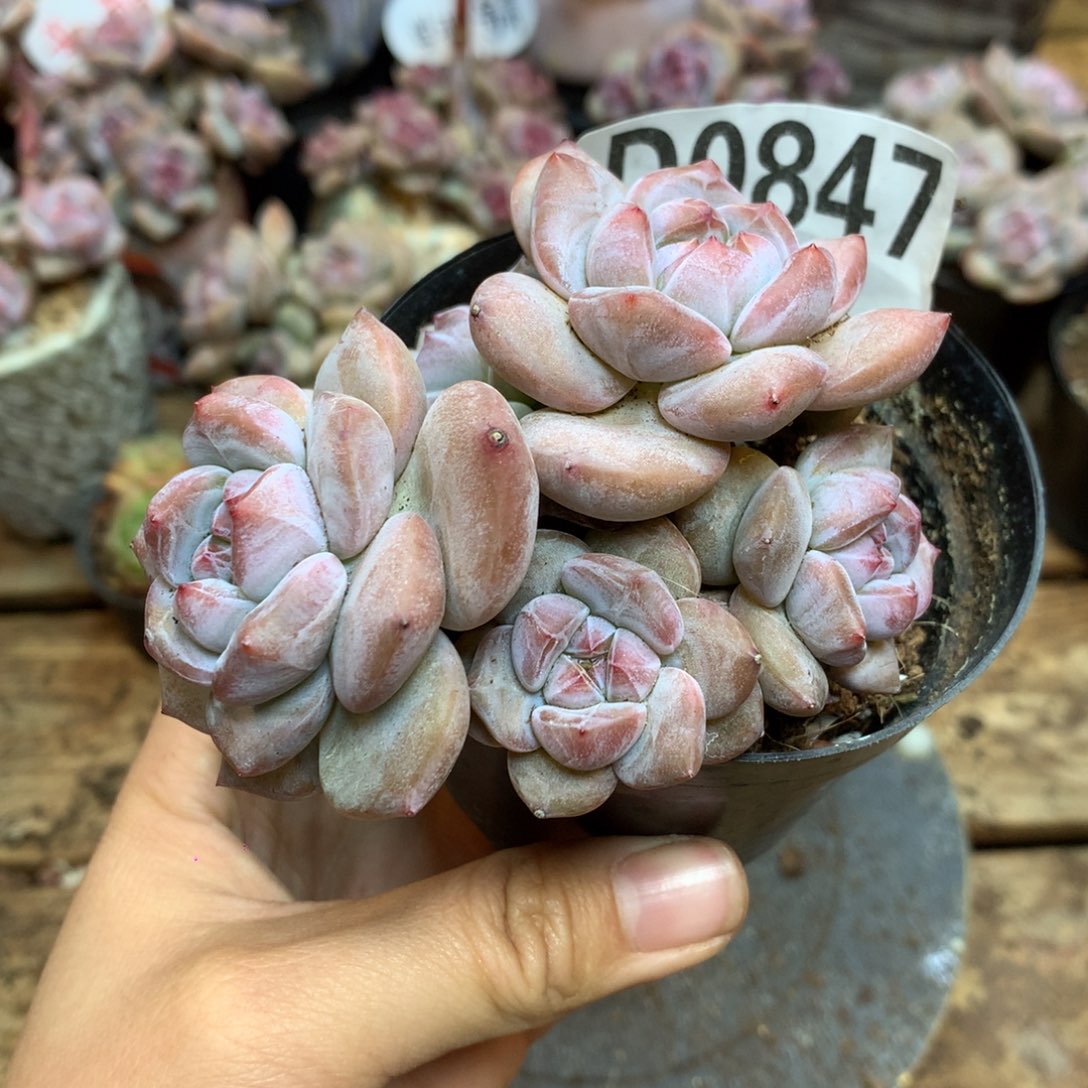 D0847 突尼斯小树