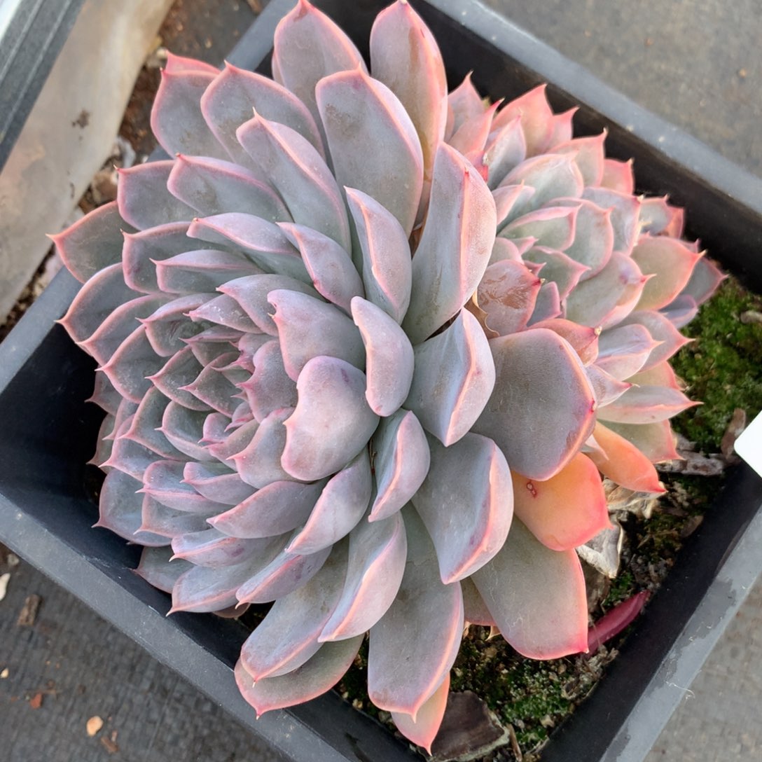 6697杂交多肉植物