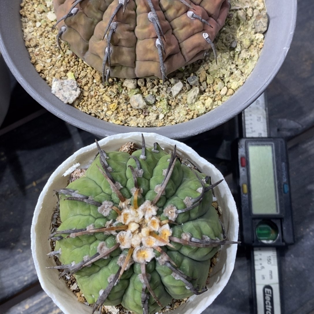 王****仙人球一对一本刺实生