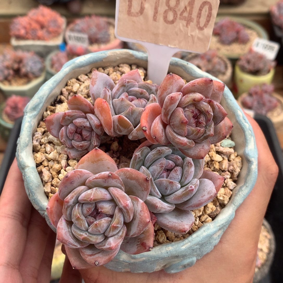 D1840 星影飘枝 有砍 10cm