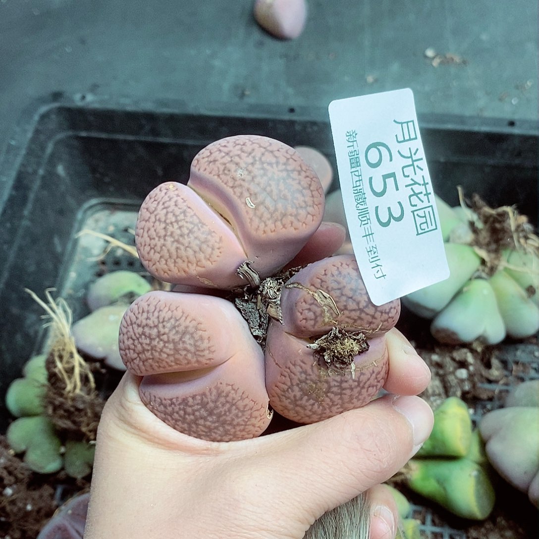 我会把钱花给他们的653
