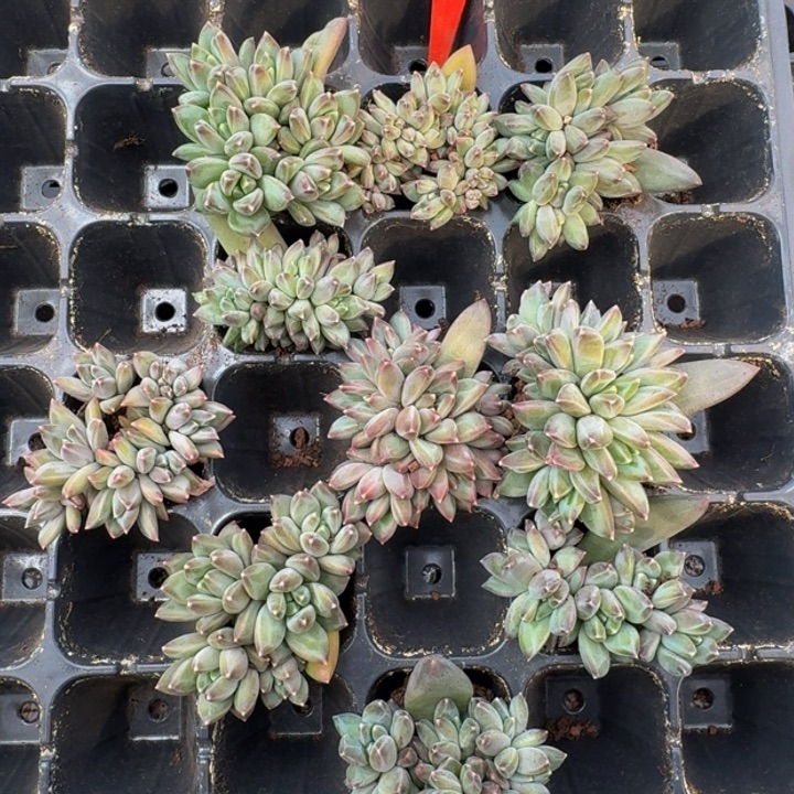 352多肉植物一物一拍