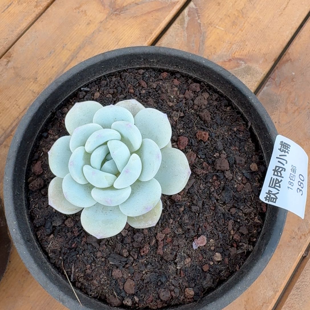 多肉植物冷香单头量拍一颗380