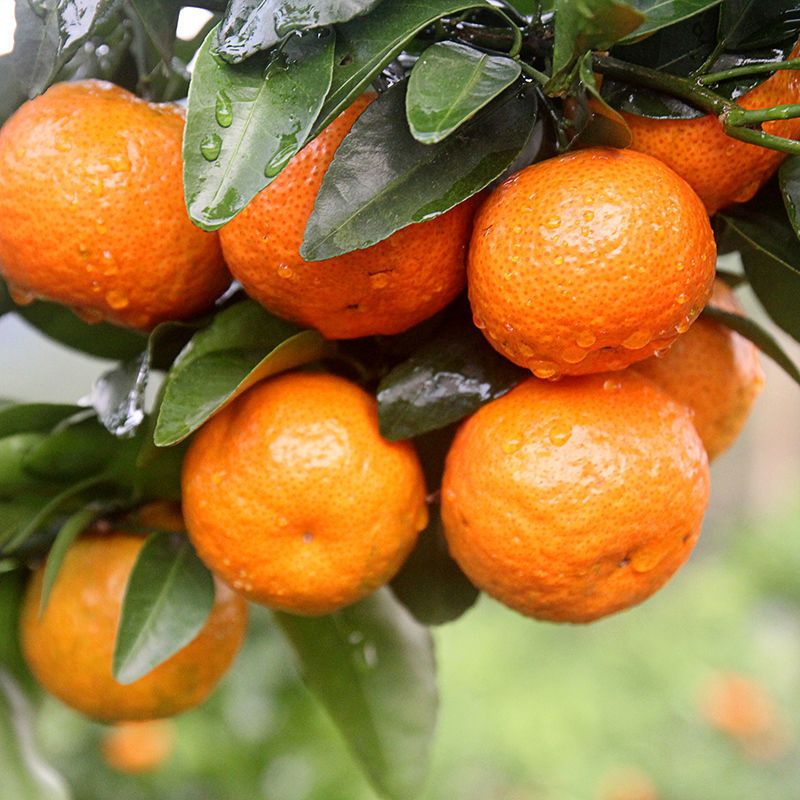 精品广西砂糖桔大果-10斤