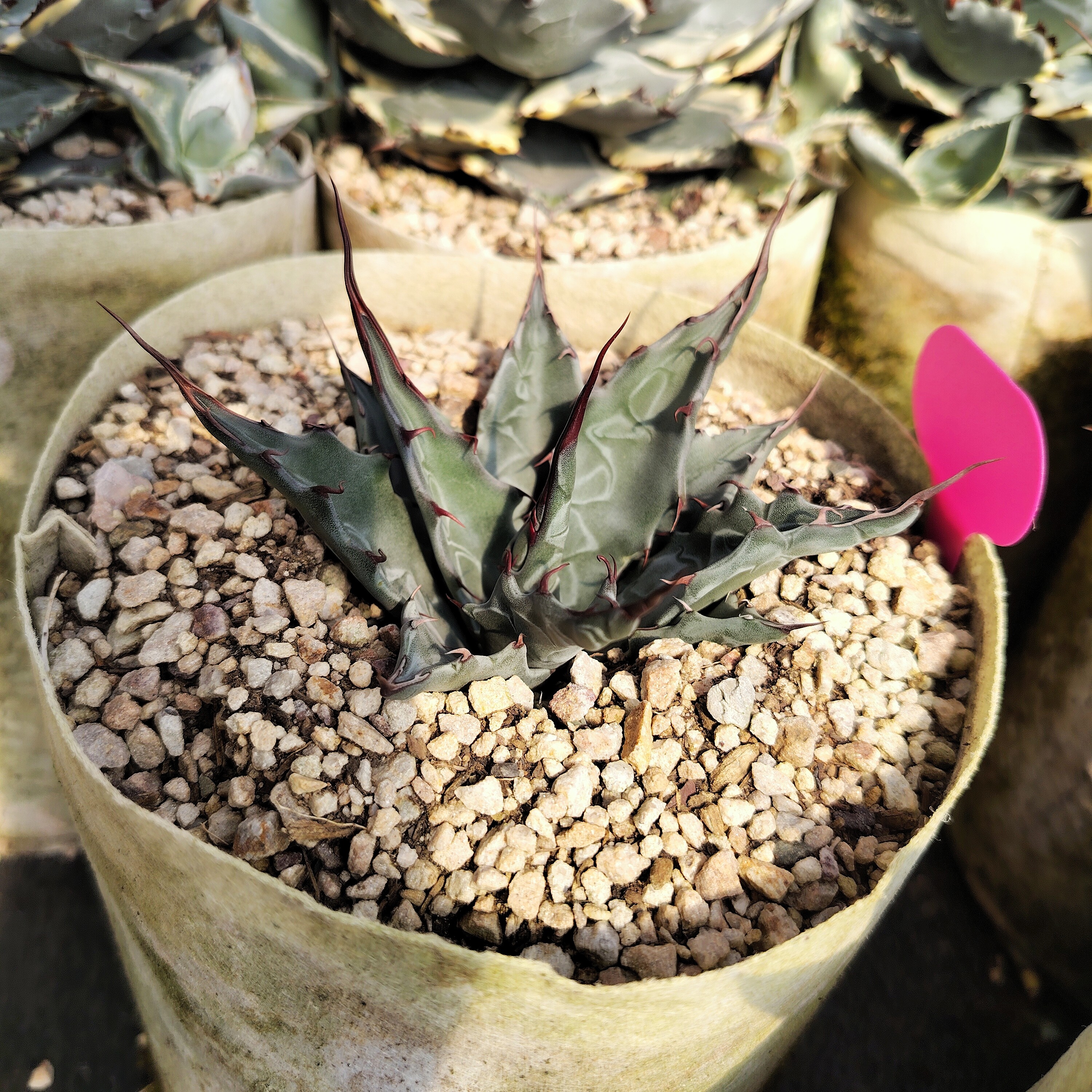 大天空蒙塔娜实生优选龙舌兰15cm 沙生植物多肉植物