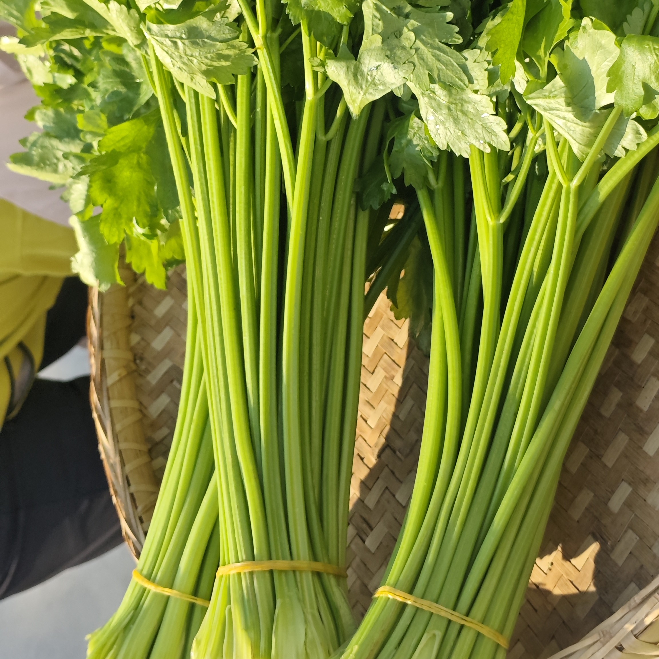 【应季蔬菜】2斤新鲜芹菜