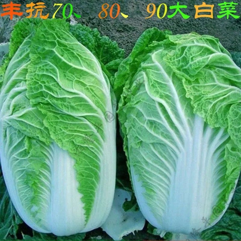【全店满5包包邮】丰抗70,80,90天大白菜种子包心大白菜种籽蔬菜