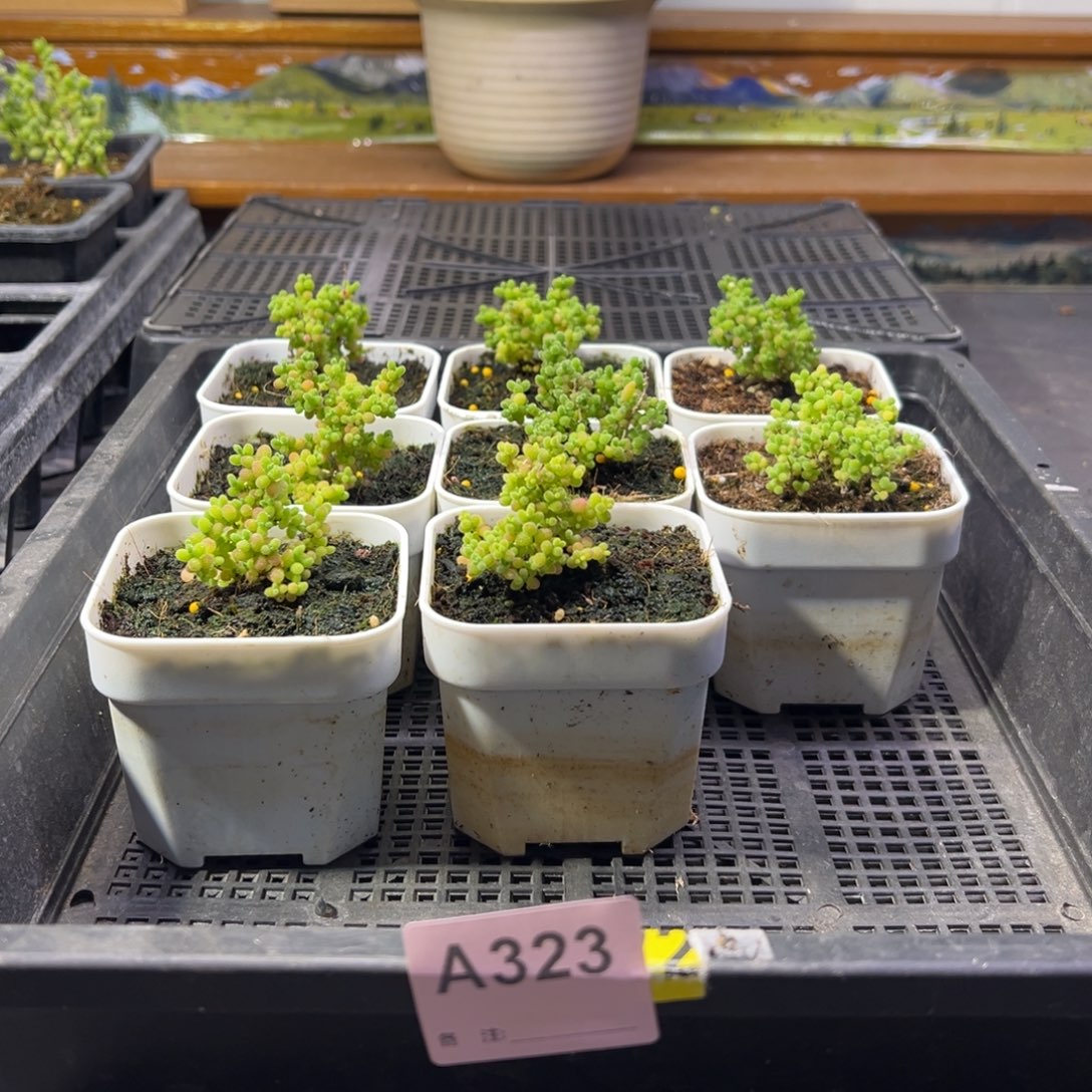 枝干番杏多肉植物323安