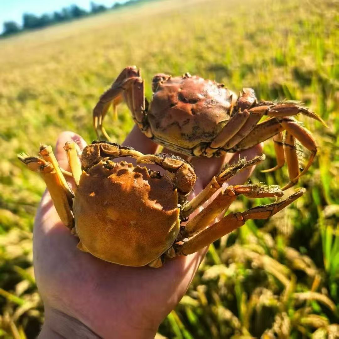 盘锦稻田蟹全母规格1-1.3两/只共三斤顺丰包邮