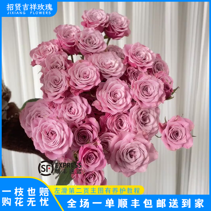 【诺拉A/B】多头 山东基地直发 现采现摘  顺丰包邮 直播专享