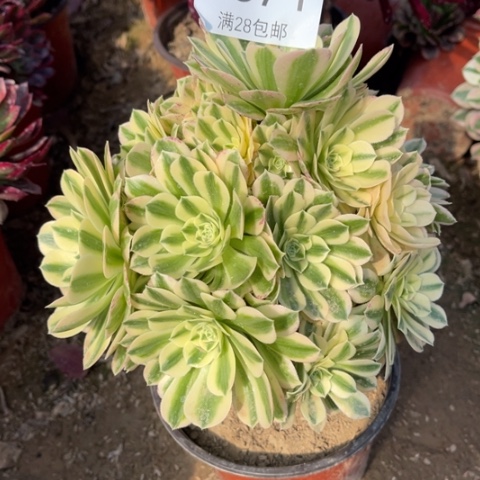 迈巴赫多肉多肉2571