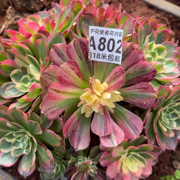 多肉法师伯爵朵朵