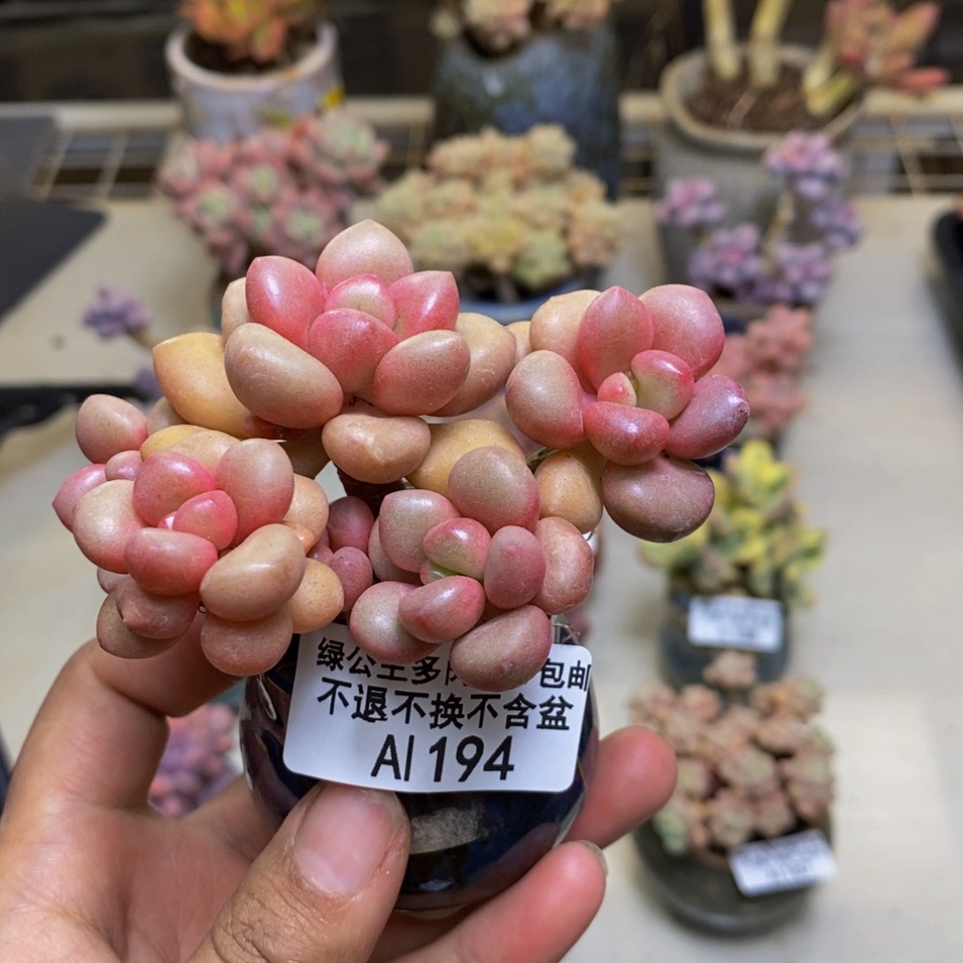 194先锋派多肉6cm