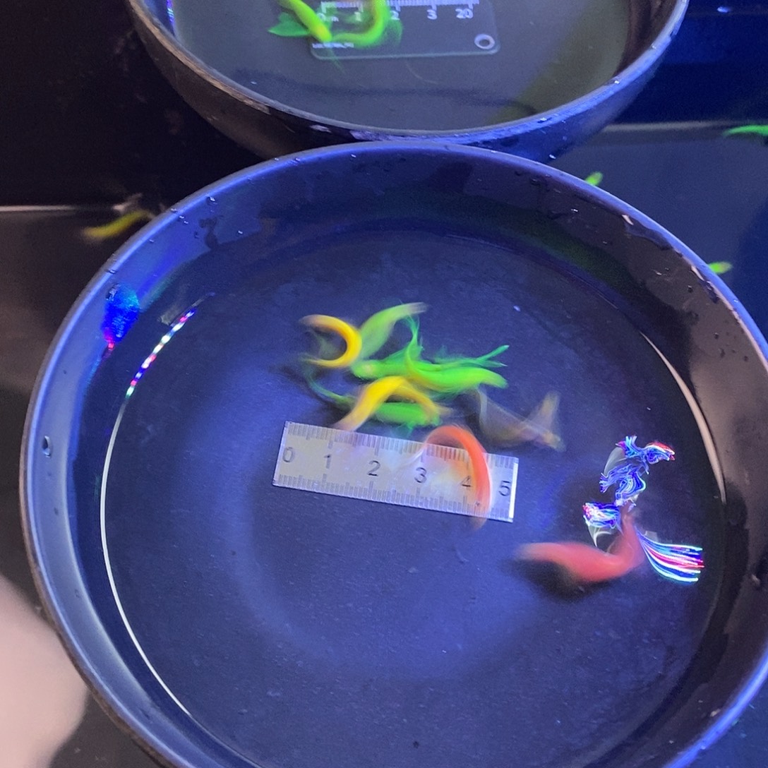 斑马鱼蝶翼斑马5色各2加2备损共12个