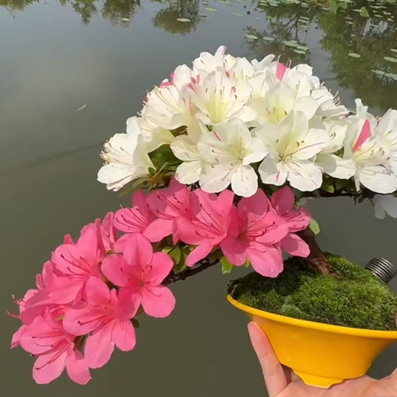 松柏造型盆景盆栽规格品种齐全直播间一物一拍