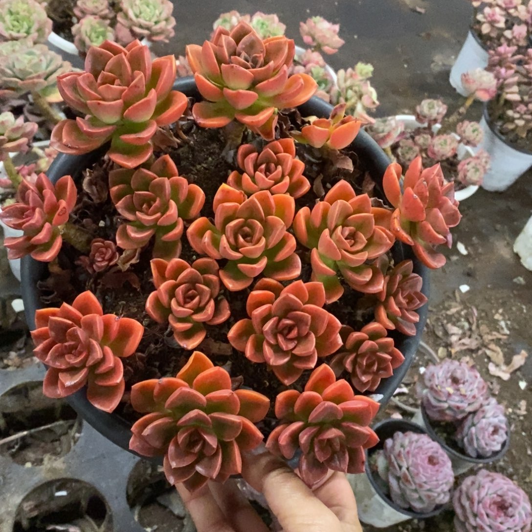 巧克力方砖散装带盆土大盆