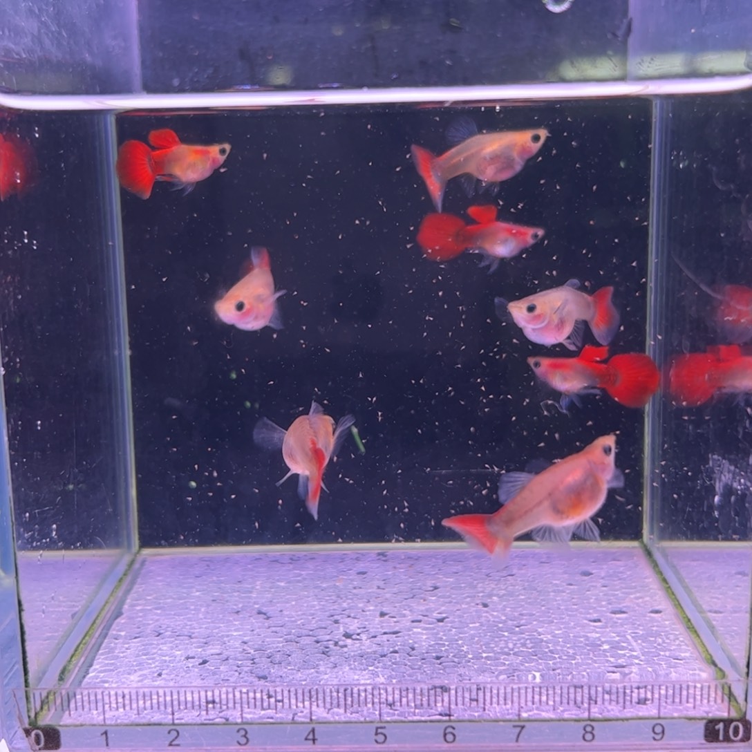 孔雀鱼福利红礼服玻璃猫5母3公