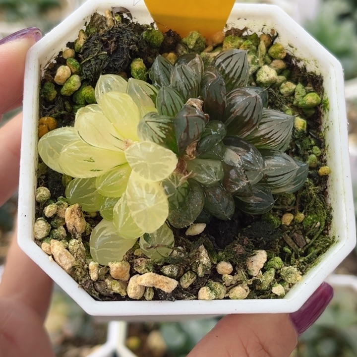 204霓虹灯玉露锦哈哈哈哈哈