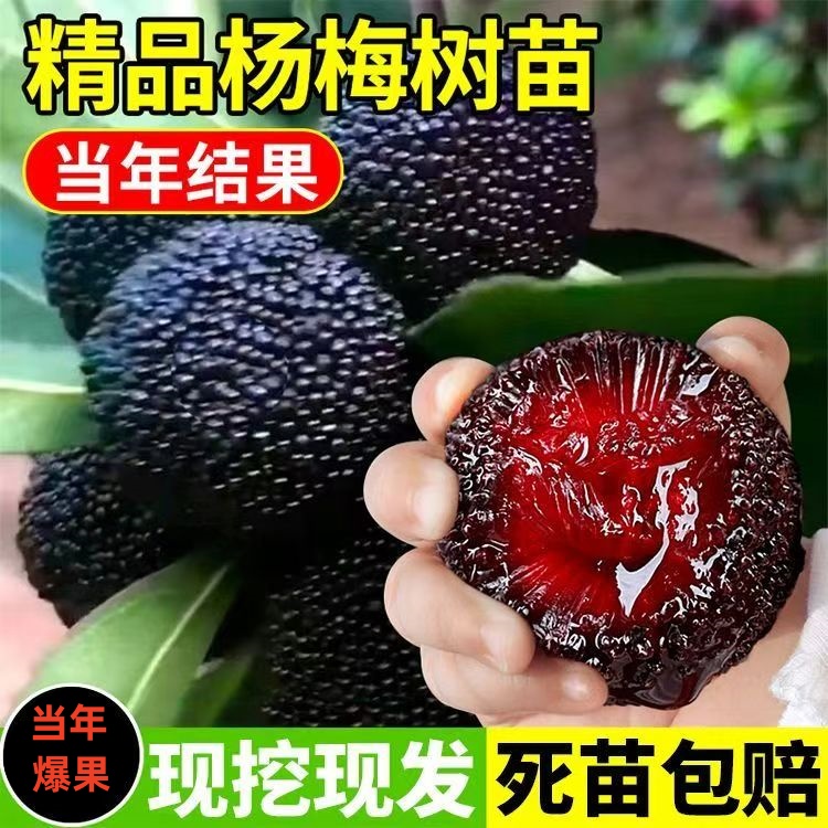 杨梅树树苗黑炭东魁杨梅特大树苗嫁接果苗当年结果南北方种植带土