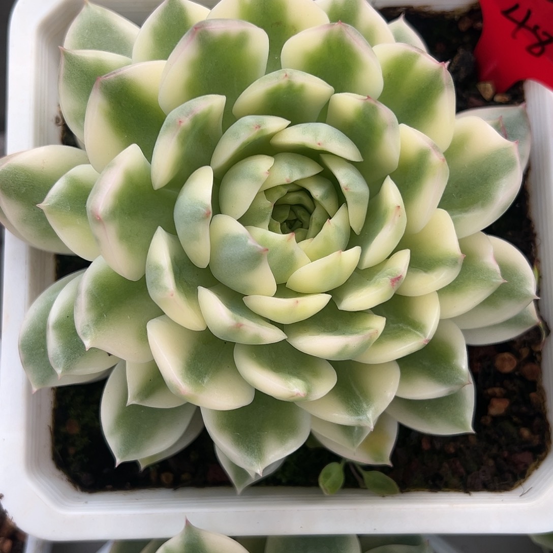 长岛冰茶锦多肉植物