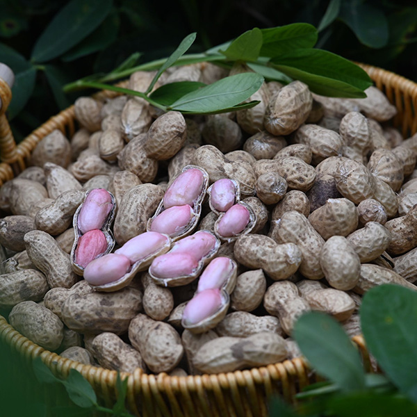 自种粉皮鲜花生2025年当季新鲜湿花生现挖现发带泥花生可生吃水煮