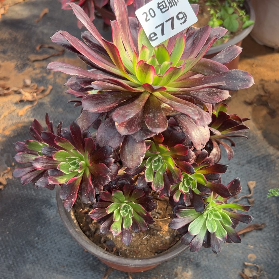 779墨颜DVD肉法师多肉法师