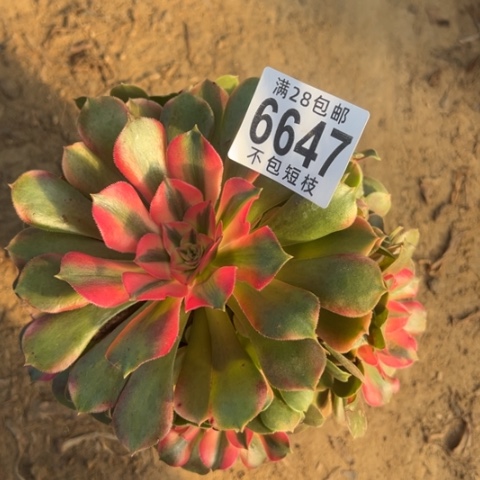 香妃多肉植物法师6647