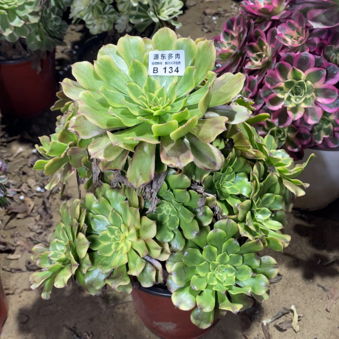 134沙皇多肉法师断枝不包