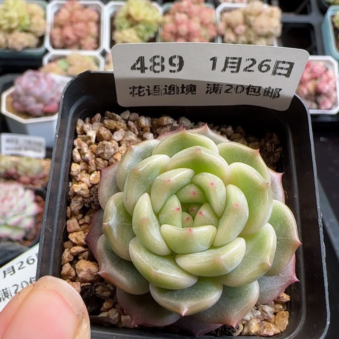 花语逸镜0126-489