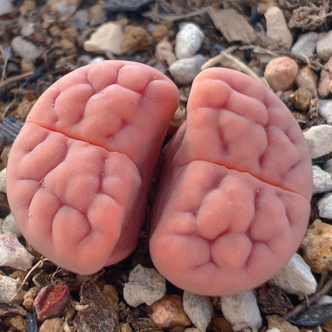 112多肉植物百科知识