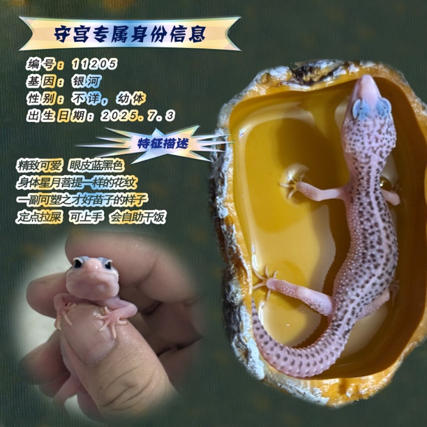 新手入门可爱温顺豹纹守宫宠物简单易养全国可邮